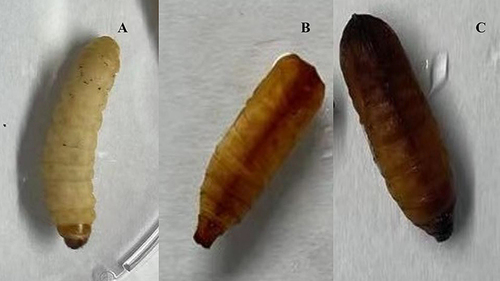 Figure 2 (A) Image of a healthy G. mellonella larvae with a typical creamy color. (B) Image of infected larvae which produce distinctive black changes on the cream-colored larvae on account of melanization. (C) Image of infected larvae which was black because of complete melanization and died soon.