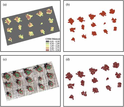 Figure 4. Tree crown delineation: (a) canopy height model (CHM); (b) binarization process based on CHM threshold (0.5 m); (c) delineation of each tree crown, excluding lowland vegetation and shadows, and (d) object-based image analysis segmentation.