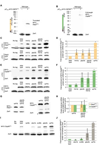 Figure 2. Gbp2 and Hrb1 are involved in translation repression of NMD targets. (A) Translation of the DBP2PTC reporter results in a truncated protein, shown on a western blot. Zwf1 served as a loading control. (B) Translation of the 5ʹ-proximal PTC-containing CBP80PTC reporter results in the expression of the full-length protein, shown on a western blot. (C-F) Proper translational repression of the DBP2PTC requires both Gbp2 and Hrb1 and proper translational repression of the CBP80PTC requires Gbp2. Expression of DBP2PTC (C) and CBP80PTC (E) in the indicated strains was monitored by western blot analysis. (D, F) Protein expression of independent experiments shown in (C) and (E) were quantified. MYC-Dbp2PTC (D) and MYC-Cbp80PTC (F) signals were normalized to the loading control and the relative reporter RNA level (Fig S2B, S2C). The standard deviation of upf1Δ cells is 4.1 and 6.5, respectively. n = 5. (G) The translational repression activity of Gbp2 and Hrb1 requires Upf1. Expression of the PTC-containing reporter transcripts is shown in upf1∆ and upf1∆ gbp2∆ hrb1∆ cells. The asterisk indicates a band of Gbp2. (H) Protein expression shown in (G) was quantified as in (D) and (F). n = 4. (I) Known RGG motif translational repressors do not suppress translation of PTC-containing transcripts. Expression of the CBP80PTC was compared in the indicated strains on western blots. See also Fig S2E. (J) Protein level of three independent experiments, one of which is shown in (I), was quantified. MYC-Cbp80PTC signals were normalized to the loading control Zwf1. Results for gbp2Δ and upf1Δ are replotted from previous experiments for comparison (Fig S2C)