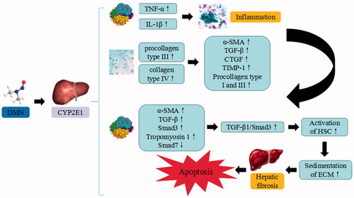 Figure 4. DMN-induced liver injury. DMN trigger the continuous development of hepatocyte injury by inducing cell stress via inflammation, and activation of HSC, resulting in apoptosis, autophagy, sedimentation of ECM, hepatic fibrosis, and liver injury. CYP2EI: cytochrome P2EI; TNF-α: tumor necrosis factor α; IL: interleukin; α-SMA: α smooth muscle actin; TGF-β: transforming growth factor β; CTGF: connective tissue growth factor; TIMP1: tissue inhibitor of metalloproteinases 1; Smad: drosophila mothers against decapentaplegic protein; ECM: extracellular matrix.