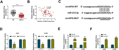 Figure 3 CircNFIX acted as a sponge of miR-212-3p. (A) MiR-212-3p expression by qRT-PCR in 55 pairs of NSCLC tissues and adjacent non-tumor tissues. (B) The correlation between miR-212-3p expression and circNFIX level in NSCLC tissues using the Spearman test. (C) Schematic of the complementary sequence for miR-212-3p within circNFIX identified by starBase v.2 software and the mutation of the seed region. (D) Relative luciferase activity in A549 and H1299 cells cotransfected with circNFIX-WT or circNFIX-MUT and miR-212-3p mimic or miR-NC mimic. (E) The enrichment level of circNFIX by Bio-miR-212-3p or Bio-NC in both A549 and H1299 cells. (F) MiR-212-3p expression by qRT-PCR in A549 and H1299 cells transduced with sh-NC, sh-circ#1.