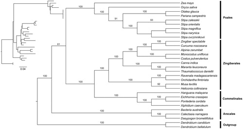 Figure 1. Phylogenetic tree reconstruction of Commelinids using maximum-likelihood (ML) based on whole chloroplast genome sequences. Relative branch lengths are indicated at the top-left corner. Numbers above the lines represent ML bootstrap values. ML bootstrap < 60% was not shown. GenBank accession numbers of all the chloroplast genome used for phylogenomic analysis are shown below: Hanguana malayana (NC_029962), Xiphidium caeruleum (JX088669), Pontederia cordata (MK204378), Zingiber spectabile (JX088661), Curcuma roscoeana (KF601574), Alpinia zerumbet (JX088668), Monocostus uniflorus (KF601572), Costus pulverulentus (KF601573), Canna indica (KF601570), Maranta leuconeura (KF601571), Thaumatococcus daniellii (KF601575), Ravenala madagascariensis (KF601568), Orchidantha fimbriata (KF601569), Musa textilis (KF601567), Heliconia collinsiansa (NC_020362), Zea mays (KP966117), Oryza sativa (NC_001320), Otatea glauca (NC_028631), Pariana campestris (NC_027491), Stipa zalesskii (NC_037037), Stipa orientalis (NC_037033), Stipa magnifica (NC_037031), Stipa narynica (NC_037032), Stipa ovczinnikovii (NC_037034), Baxteria australis (NC_029970), Calectasia narragara (JX088666), Dasypogon bromeliifolius (JX088665), Dendrobium candidum (NC_035745), and Dendrobium bellatulum (NC_037700).