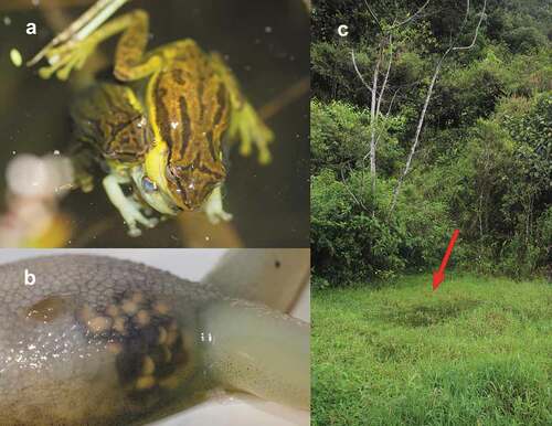 Figure 1. Necrophilia in Scinax tsachila from Mindo (Ecuador). (a) Multiple amplexus in Scinax tsachila with a dead female, snout-vent length of dead female is 34.1 mm (b) detail of the oocytes through the dead female’s skin, (c) site within the open pond (arrow) where necrophiliac behaviour was observed