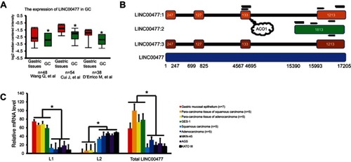 Figure 1 The transcripts of LINC00477 in GC. (A) The total expression of LINC00477 in the individual GC studies from Oncomine database. Data from these studies.Citation9–Citation11(B) The scheme of LINC00477. LINC00477:1–3 represent isoform 1–3. The bottom means the genomic location of this lncRNA. Arrows mean the location of primers used in this study. The curves mean the synthetic target RNAs labeled by biotin. The bubble means the binding site of ACO1. (C) The mRNA level of L1, L2 and total LINC00477 in GC tissues, cells, and stomach cells. Each experiment was performed at least three duplications. “*” and “**” represents p-value < 0.05 and 0.01, respectively.Abbreviation: GC, gastric cancer.