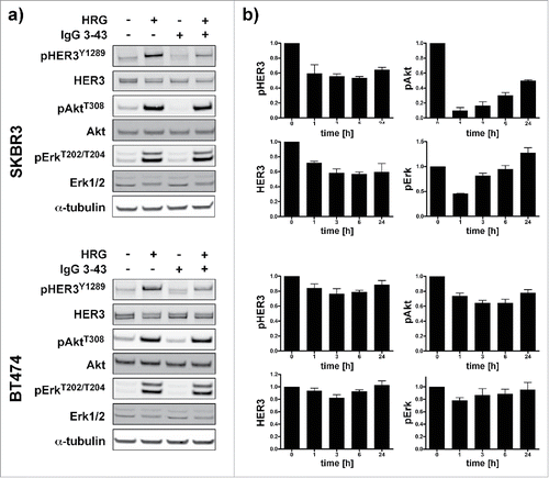 Figure 5. Inhibition of HER3 phosphorylation and downstream signaling in SKBR3 and BT474 cells. (a) Cells were serum starved overnight and then incubated for 1 h with IgG 3–43 (50 nM) followed by stimulation with or without heregulin (50 ng/ml) for 15 min. (b) SKBR3 and BT474 cells were grown without serum starvation and incubated with IgG 3–43 for up to 24 h without the addition of heregulin. Expression of pHER3, HER3, pAkt, and pErk levels were quantified by immunoblotting (n = 2 for SKBR3, n = 3 for BT474).
