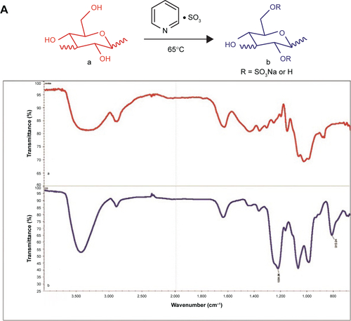 Figure S1 Fourier transform infrared spectra of CS and O-HTCC.Notes: (A) CS: a, curdlan; b, CS. (B) O-HTCC: a, chitosan; b, intermediate product b; c, intermediate product c; d, O-HTCC.Abbreviations: CS, curdlan sulfate; O-HTCC, O-(2-hydroxyl)propyl-3-trimethyl ammonium chitosan chloride.