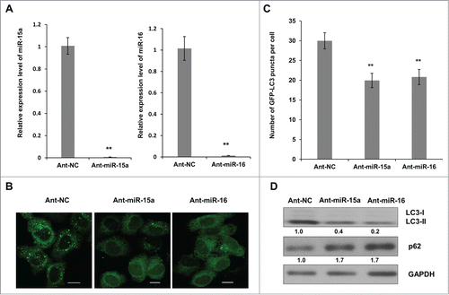 Figure 2. Inhibition of endogenous miR-15a and miR-16 repress autophagic activity. (A) Blockage of endogenous miR-15a or miR-16 expression by transfection of single strand ant-miRNA. (B) Inhibition of endogenous miR-15a or miR-16 inhibits GFP-LC3 puncta formation. HeLa cells transfected with ant-miR-15a, ant-miR-16 or control (ant-NC) were fixed at 48 h after transfection. Representative images were captured by confocal microscope. Scale bar, 10 μm. (C) Quantitative analysis of GFP-LC3 puncta per cell. At least 200 cells were examined in each experimental group. Data shown are means ± SD of three independent experiments. **P < 0.01. (D) HeLa cells were transfected with ant-miR-15a, ant-miR-16 or ant-NC. Western blotting was performed to analyze the status of LC3, p62, and GAPDH.