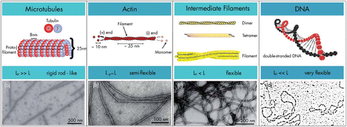 Figure 6. Stiffness regimes of the three major cytoskeletal components and DNA illustrating that mechanical responses highly depend on the filaments architecture. Electron microscopy images were taken from Citation45–48 with permission from Macmillan Publishers Ltd (a), US National Academy of Sciences (b), John Wiley & Sons (c), and the American Society for Biochemistry and Molecular Biology (d).