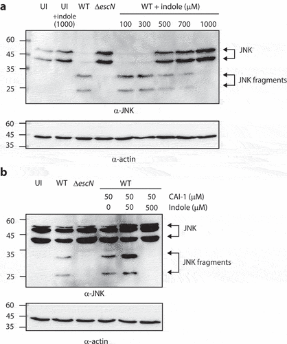 Figure 6. Indole reduces the ability of EPEC to translocate NleD into host cells, even in the presence of CAI-1. (a) HeLa cells were infected with WT and ΔescN EPEC strains grown under optimal T3SS-inducing conditions in the presence of various indole concentrations (100–1000 µM) for 3 h. Cells were washed, and their proteins were extracted and subjected to western blotting analysis using anti-JNK and anti-actin (loading control) antibodies. JNK and its degradation fragments are indicated to the right of the gel. (b) Western blotting analysis of JNK degradation patterns following HeLa infection with WT and ΔescN EPEC strains grown under semi-optimal T3SS-inducing conditions in the absence or presence of CAI-1 (50 µM) and indole (50 or 500 µM) for 2 h.