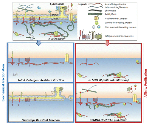 Figure 1 A schematic view of lamina and lamina-interacting protein fractions purified by various techniques. The nuclear periphery consists of an inner nuclear membrane (INM), outer nuclear membrane (ONM) and is connected to the endoplasmic reticulum (ER). (Left) Salt solubilizes weakly attached lamina proteins, but not the nuclear lamina. Detergents preferentially dissolve membrane proteins that are not anchored in the detergent resistant lamina.Citation28,Citation65 Chaotropes and alkaline extraction generate an insoluble fraction mainly consisting of integral membrane proteins.Citation65 Immunoprecipitations (right) with an antibody directed against lamin A/C, using mild lysis conditions (for example 0.1% NP-40, 250 mM NaClCitation12), preferentially dissolve and precipitate nucleosoluble A-type lamins and protein interactors.Citation35 For a lamin A OST pull-down assay,Citation46 cross-linking, indicated by crosses, captures protein-protein and protein-chromatin interactions and allows solubilization of the total lamin A/C pool while preserving interactions.