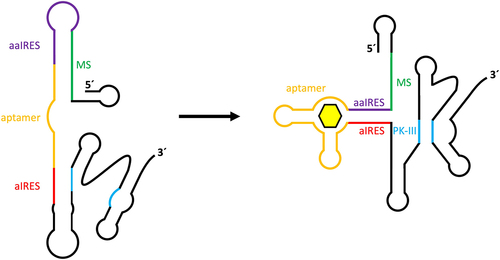 Figure 4. Construct design for tetracycline aptamer-controlled IRES-mediated translation regulation. An internal ribosome entry site (IRES) contains several sequences and structures that are required for enabling internal ribosome entry and translation. The formation of an important pseudoknot structure (PK-III) is hindered through complementary binding of an anti-IRES sequence (aIRES) in the absence of a ligand for the connected tetracycline aptamer. An anti-anti-IRES sequence (aaIRES), which is designed to disturb aIRES inhibition of PK-III formation, is itself inhibited by a modulator sequence (MS). Binding of tetracycline to the aptamer promotes stem formation between the aIRES and aaIRES sequences, thus enabling PK-III formation and subsequent activation of IRES-mediated translation.