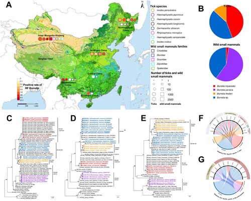 Figure 1. The distribution and genetic characterization of relapsing fever Borrelia in ticks and wild small mammals in China. (A) Geographic distribution of Relapsing Fever (RF) Borrelia species in China. The collection site for the sampling and test of RF Borrelia. Eco-climate regions were used for the geographic description, with six of them sampled: Northeastern China, Inner Mongolia-Xinjiang, Northern China, Central China, Southwest China and Southern China. The colour of the circles indicates positive rate of RF Borrelia in ticks; the colour of circle outlines represents tick species; the size of circle represents the number of ticks collected in the area. The colour of the squares indicates positive rate of RF Borrelia in wild small mammals; the colour of square outlines represents families of wild small mammals; the size of square represents the number of wild small mammals collected in the area. (B) The RF Borrelia species determined in ticks and wild small mammals. Phylogenetic analysis of RF Borrelia species based on rrs (C), flaB (D) and glpQ (E) genes. The tree was constructed by using the maximum-likelihood method with the GTRGAMMA model in RAxML. Bootstrap values were calculated with 1000 replicates. Scale bar indicates the degree of divergence represented by a given length of branch. RF Borrelia species determined in the current study were shown in colour. Sequences from ticks and wild small mammals were labelled with circle and square respectively. Chord diagrams between RF Borrelia species and tick species (F) and wild small mammals (G) in five eco-climate regions in China.