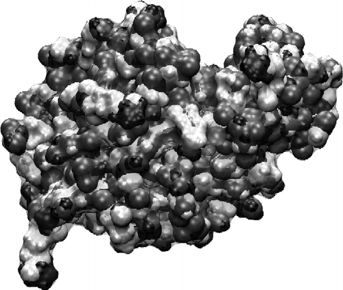 Figure 4 Surface charge plot of the isolated lysozyme in solution. Dark indicates positive charge, and grey negative. The protein has a net positive charge of +4e at pH 7.