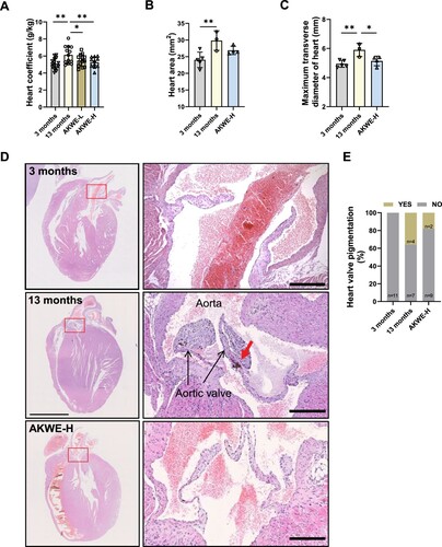 Figure 6. AKWE reduces the pigmentation of middle-aged mice heart. (A) Heart coefficient of AKWE treated mice. (B-E) Area, diameter, representative images of H&E staining of the heart, and ratio of valve pigmentation of AKWE treated mice heart. Red arrow indicates valve pigment deposition. *p < 0.05. Error bars indicate SD.