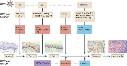 Figure 1. Progression model of molecular carcinogenesis of oral squamous cell carcinoma.
