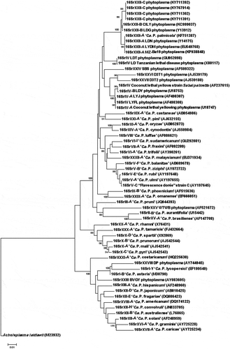 Fig. 5 Phylogenetic tree based on the R16F2n/R2 sequences of the 16SrXXII-C phytoplasmas and selected 16Sr phytoplasma groups. ‘Ca. P. sp.’: ‘Candidatus Phytoplasma sp.’; CILY: Côte d’Ivoire Lethal Yellowing; CSPWD, Cape St. Paul Wilt Disease; LDG: Lethal Decline (Ghana); LYDM: Lethal Yellowing Disease (Mozambique); LDN: Lethal Decline (Nigeria); LDT: Lethal Decline (Tanzania); SBS: Sorghum Bunchy Shoot; D3T1 and D3T2: phytoplasmas from sugarcane; C. palmata: Carludovica palmata; LDY: Lethal Decline (Yucatan); LYFL: Lethal Yellowing (Florida); LYJ: Lethal Yellowing (Jamaica); BVGY: Buckland Valley Grapevine Yellows; A. laidlawii, outgroup. GenBank accession numbers shown above branches. Bootstrap values shown are greater than 85%. Branch lengths are proportional to the number of inferred state transformations. Bar indicates 0.01 substitutions per nucleotide position.