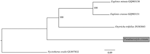 Figure 1. Maximum-likelihood (ML) tree based on mitochondrial genomes.