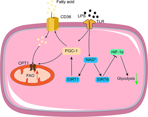 Figure 2 Mechanisms of metabolic reprogramming during immunosuppression. Red arrows, up regulation; green arrows, down regulation.