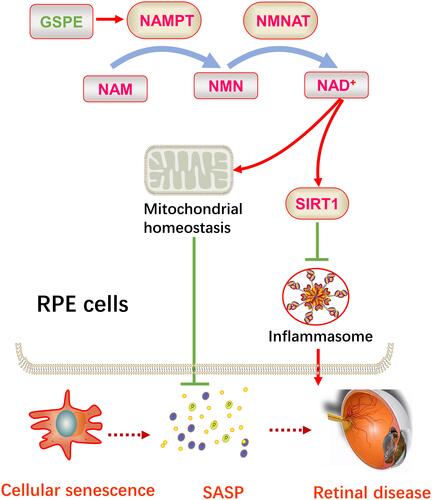 Figure 7 GSPE ameliorated cellular senescence in the RPE cells and could be a potential therapy for degenerative retinal diseases. GSPE significantly up-regulated the NAMPT expression in the aging RPE cells and thus improve the production of NAD+. Up-regulated NAD+ improved the expression of SIRT1 and protected mitochondrial homeostasis, thus reducing SASP level. Improved cellular senescence status and lower SASP levels would be a retinal degenerative diseases.