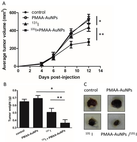 Figure 6 Assessment of radiosensitizing potential of PMAA-AuNPs to 131I in vivo. (A) Tumor development was monitored over time in mice untreated (filled circles) or treated with either PMAA-AuNPs alone (open circles), or with an intraperitoneal injection of 22 MBq 131 I (filled triangles), or with a combination of Au-PMAA/131 I (filled squares). (B) Tumor weight was evaluated at necropsy. (C) Representative photographs of tumor xenografts from mice treated with PMAA-AuNPs, with radioiodine, or with PMAA-AuNPs/radioiodine. (n=5 mice/condition). *p<0.05; **p<0.001.