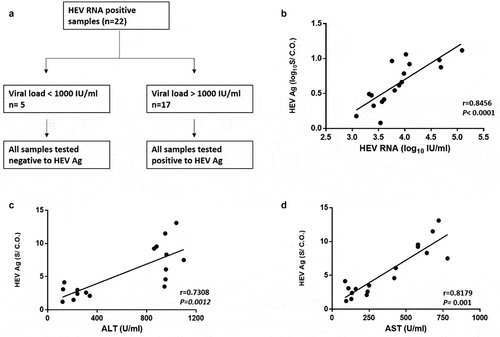 Figure 2. HEV Ag is correlated to the plasma viral load and liver enzymes. (a) HEV RNA positive plasma samples (n = 22), 17 out of 22 were positive to HEV Ag, all these samples have a viral load > 103 IU/ml. While 5 out of 22 samples were negative to HEV Ag, all these samples have a viral load < 103 IU/ml. (b) Correlation between HEV Ag (log10S/CO) and HEV RNA (log10IU/mL) in the plasma (r = 0.8456; P < 0.0001; n = 17). (c) Correlation between HEV Ag (S/CO) and ALT (U/ml) in the plasma (r = 0.7308; P = 0.0012; n = 17). (d) Correlation between HEV Ag (S/CO) and AST (U/ml) in the plasma (r = 0.8179; P = 0.001; n = 17)