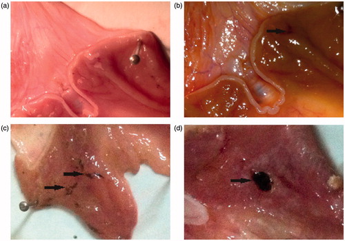 Figure 3. Effect of compound (3d) and aspirin on gastric mucosa. (a) Control with no gastric lesions; (b) Compound (3d) showing mild gastric lesions (10 mg/kg); (c) Compound (3d) showing moderate gastric lesions (100 mg/kg); (d) Aspirin showing severe gastric lesions (100 mg/kg).