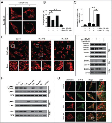Figure 7. Autophagic inhibition combined with doxorubicin induces mitochondrial fission via dephosphorylation and mitochondrial translocation of DNM1L. (A and D) MDA-MB-231 cells were treated with vehicle, Lien (20 μM), Dox (0.2 μM) alone, or combined treated with Lien plus Dox, CQ plus Dox, and Baf plus Dox for 48 h; mitochondrial morphology was observed by MitoTracker Red CMXRos staining and confocal microscopy. Scale bars: 10 μm in (A) and 20 μm in (D). (B and C) Mitochondrial length and percentage of cells with mitochondrial fragmentation were measured with ImageJ software. 50 cells of 3 independent experiments (mean ± SD *P < 0.05, **P < 0.01 compared with vehicle treatment alone). (E) After treatment in (A), whole cell lysates (WCL), mitochondrial (Mito) and cytosolic (Cyto) fractions were prepared and subjected to western blot using antibodies against DNM1L, and p-DNM1L (Ser616 or Ser637). (F) Cells were exposed to Lien, CQ, and Baf in the presence or absence of Dox for 48 h; WCL, Mito, and Cyto fractions were prepared and subjected to western blot using antibodies as indicated. (G) After treatment in (A), cells were double stained with MitoTracker Red and DNM1L (Alexa Fluor 647, green). Fluorescence images were collected using confocal microscopy. The average Pearson's correlation coefficient of MitoTracker Red and DNM1L colocalization are marked. Scale bars: 10 μm.
