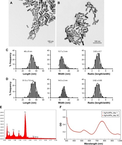 Figure 1 Characterization of the synthesized Ag/AuNRs. (A) and (B) transmission electron microscope images of Ag/AuNRs. (C) and (D) statistical analysis of the length, width and aspect ratio of the synthesized Ag/AuNRs in (A) and (B), respectively. A Gaussian distribution was fitted for each plot. (E) EDX analysis of Ag/AuNRs. (F) UV-Vis spectra of Ag/AuNRs on days 1 and 30, stored at room temperature.Abbreviation: EDX, energy dispersive X-ray; UV-Vis, ultraviolet-visible.