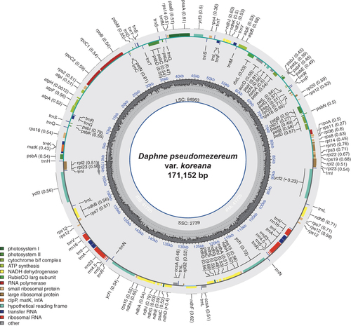 Figure 2. Circular map of the complete chloroplast genome of Daphne pseudomezereum var. koreana. The center of the map indicates the name of the species and the length of its chloroplast genome. Going outward, the first circle shows LSC, SSC, IRa, and IRb with their length. The second circle displays the GC ratio depicted as the proportion of the shaded parts of each section. The third circle shows the gene names with the colors based on their functional categories provided in the lower left of the circular map. Genes inside the circle are transcribed in a clockwise direction, and those outside are in a counterclockwise direction.