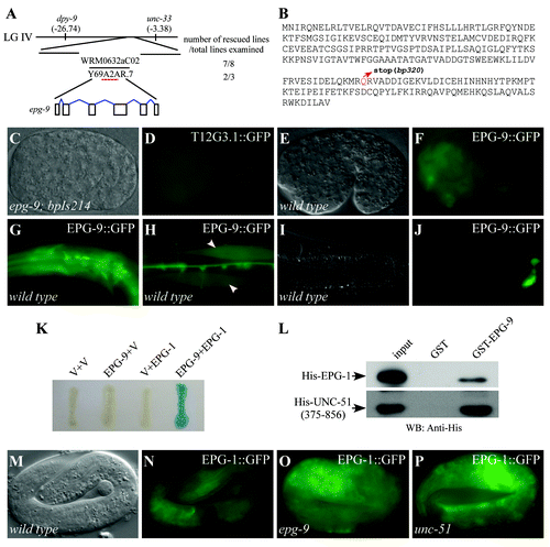 Figure 3. epg-9 encodes a protein with homology to human ATG101. (A) Cloning of epg-9. epg-9 maps on linkage group IV (LG IV). A transgene containing WRM0632aC02 or Y69A2AR.7 rescued defective degradation of T12G3.1 aggregates in epg-9 mutants. Number of rescued and total examined transgenic lines is indicated. (B) Protein sequence of EPG-9. epg-9(bp320) contains a glutamine to stop codon mutation at amino acid 182 (highlighted in red). (C and D) The integrated transgene carrying the translational epg-9 reporter, bpIs214, is functional in rescuing defective degradation of T12G3.1 aggregates in epg-9 mutants. Compared with Figure 1C, no T12G3.1 aggregates accumulate in epg-9; bpIs214 embryos. (C) Nomarski image of the embryo shown in (D). (E and F) epg-9::gfp is diffusely localized in most cells during embryogenesis. (E) Nomarski image of the embryo shown in (F). (G–J) At postembryonic stages, epg-9::gfp is expressed in pharyngeal muscles and neurons in the head region (G), body wall muscles (arrows) (H) and intestinal cells (I and J). (I) Nomarski image of the animal shown in (J). (K) Interaction between EPG-9 and EPG-1 in a yeast two-hybrid assay using an X-gal assay. EPG-9 was cloned into pPC97 and EPG-1 was cloned into pPC86. V stands for the empty pPC97 or pPC86 vector. (L) EPG-9 directly interacts with EPG-1 and UNC-51 in an in vitro pull-down assay. GST-tagged EPG-9 immobilized on glutathione Sepharose beads was incubated with His-tagged EPG-1 or His-tagged UNC-51(375–856). Proteins retained after extensive washes were detected by western analysis using an anti-His antibody. 20% of the protein used for binding serves as input. (M–P) Expression of epg-1::gfp in wild-type (M and N), epg-9 (O) and unc-51 (P) mutants. The EPG-1::GFP signal is slightly stronger in epg-9 and unc-51 mutants. (M) Nomarski image of the embryo shown in (N).