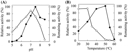 Fig. 2. Effects of pH and temperature on the activity and stability of the ω-AOX. (A) The reaction rate for 6-aminohexanoic acid oxidation was assayed under standard conditions except pH (closed circles). The pH stability was assayed under standard conditions after heating at 30 °C or 30 min at the indicated pH (open circles). The percentage of remaining activity was obtained as a ratio to that without heating. (B) The reaction rate for 6-aminohexanoic acid oxidation was assayed under standard conditions except for reaction temperature (closed circles). Thermal stability was assayed under standard assay conditions after the enzyme solution was incubated at pH 7.0 for 30 min at the indicated temperatures (open circles). The percentage of remaining activity was obtained by the ratio to activity without heating.