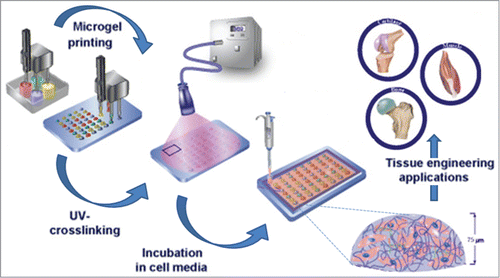 Figure 1. Fabrication of 3D combinatorial niches. A robotic microarray spotter was used to rapidly print droplets consisting of hMSCs, gelatin methacrylate, prepolymer solution and various ECM proteins on TMSPMA functionalized glass slide. The printing step was followed by a 15 sec UV light exposure to form the miniaturized cell-laden constructs. Following printing, cell-laden gel microarrays were placed inside sealed chambers.