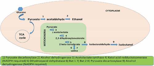 Figure 2. Isobutanol pathway in yeast