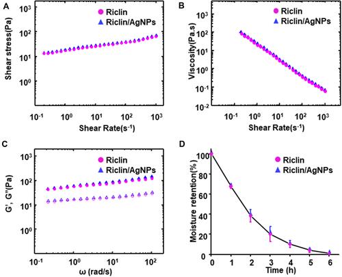 Figure 2 Rheological and moisture retention properties of pristine riclin and riclin/AgNPs hydrogel. (A) Shear stress of the samples per weight as a function of the shear rate; (B) viscosity vs shear rate; (C) storage modulus (G′, solid symbols) and loss modulus (G′′, hollow symbols) as a function of the strain amplitude; (D) moisture retention curve of riclin and riclin/AgNPs hydrogel.