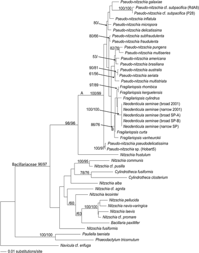 Fig. 55. Phylogeny of the Bacillariaceae inferred from maximum likelihood analysis of large subunit of the nuclear ribosomal DNA. Numbers show bootstrap values obtained by neighbor joining and maximum parsimony analyses, respectively.