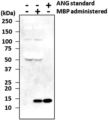 Fig. 3. Immunoblotting analysis of bovine ANG in rat peripheral blood plasma before and after the administration of MBP.