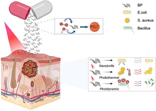 Figure 1 Characterization and antibacterial mechanism of BP.