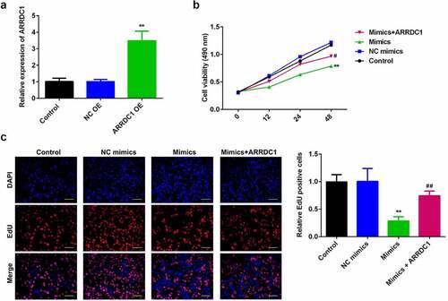 Figure 5. miR-124-3p suppresses HCC proliferation via regulating ARRDC1.