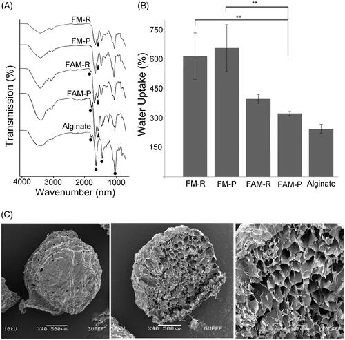 Figure 3. (A) FTIR spectra of FMs obtained from PPP and PRP, FAMs obtained from PRP and PPP, and sodium alginate. (B) Water uptake capacity of FMs and FAMs after 48 h. The data were statistically analysed by one-way ANOVA followed by Bonferroni's post hoc comparison tests (**p<.01). (C) SEM micrographs showing the surface, and cross-section structure of the fibrin microbeads.