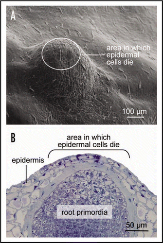 Figure 1 (A) Scanning electron microscopic view of nodal tissue with an underlying adventitious root primordia. The waxy surface structures differ between epidermal cells above the root primordia which can undergo cell death and other epidermal cells. (B) Light micrograph of a cross section through the node showing a root primodia. Indicated in (A and B) are the approximate areas in which epidermal cells will undergo cell death when triggered by an appropriate signal. Approximately 2,600 genes are differentially expressed in these epidermal cells prior to cell death induction.