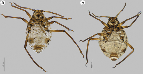 Figure 22. Known apterous viviparous females of Sinolachnus: (a) S. rubi comb. nov., (b) S. yushanensis sp. nov.