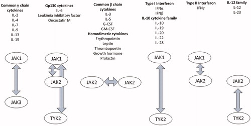 Figure 1. JAK family and their related cytokines. The binding of cytokines, growth factors, interferons, and peptide hormones to their respective receptors phosphorylates JAKs through the reciprocal interaction of two adjoining JAKs.