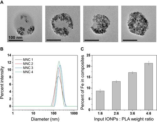 Figure 2 Characterization of the IONPs-embedded nanocomposites (MNCs). (A) TEM images of various MNCs. (B) Size distribution of MNCs. (C) Percent of Iron contents in MNCs (n=3).