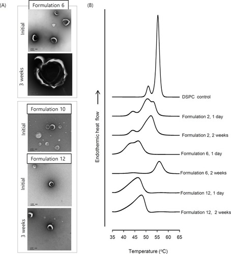 Figure 3 (A) TEM images and (B) phase-transition behavior of Omega-3-incorporated liposomes.Notes: Formulations 2, 6, 10 and 12 were prepared. (A) Liposome samples taken at 1 day after preparation and after 3-week storage at room temperature were imaged at magnifications of 21,000× (Formulation 6) and 42,000× (Formulations 10 and 12).