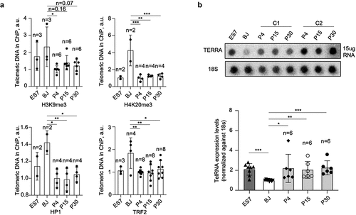 Figure 5. Telomeric chromatin is more “open” and telomeric RNA is upregulated in hiPSCs.