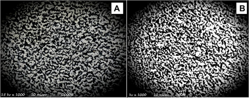 Figure 2 SEM image of plain buccal film (A) and drug loaded film (F10) (B).