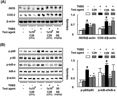 Figure 3. Effects of C29 and sulfasalazine on the expression of iNOS and COX-2 (A), activation of NF-κB (B) in mice with TNBS-induced colitis.