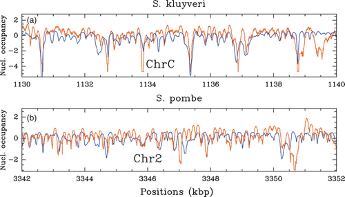 Figure 36. Comparison between our physical model predictions (μ˜=−1.3 kT, δ=2 kT, l w =125 bp ) (blue) and in vivo nucleosome occupancy MNase-seq data (Tsankov et al. Citation2010, Citation2011) (orange): (a) S. kluyveri; 10 kbp fragment on chromosome C; (b) S. pombe; 10 kbp fragment on chromosome 2.