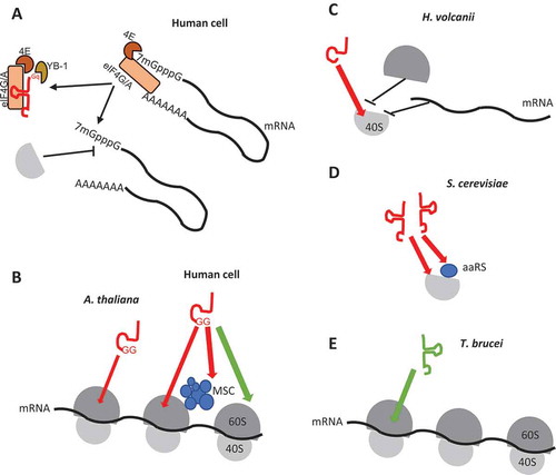 Figure 6. Representative examples of modulation of translation by tRFs. (A) Inhibition of translation by human l-tRF (Ala), via a G-quadruplex structure (Gq), by displacement of eIF4G/A and interaction with YB-1. (B) In human cells and this work in Arabidopsis shows that s-tRFs can associate with active polyribosomes. The two residues G18 and G19 (GG) are essential. Also, an interaction between the MultiSynthetases Complex (MSC) and tRFs have been characterized in humans. Note that in human cells, while global repression of translation has been observed [Citation19], the protein synthesis of a specific set of mRNAs (coding for ribosomal and RNA-binding proteins) is, by contrast, stimulated [Citation19]. (C) In the archaea H. volcanii, s-tRFs bind to the small ribosomal subunit and compete with mRNA for ribosome binding. (D) In the yeast S. cerevisiae, l-tRFs directly interact with the small ribosomal subunit and with aminoacyl-tRNA synthetases associated with ribosomes, thus impairing tRNA aminoacylation. (E) The tRNAThr 3ʹ half (depicted in green) stimulates protein synthesis in the protozoan T. brucei, by interacting with ribosomes.