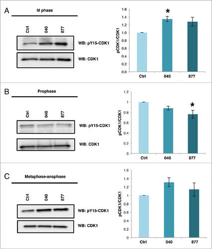 Figure 5. Inhibitory phosphorylation of tyrosine 15 of CDK1 is higher OGA KD cells. (A-C) Cells were synchronized into M phase by double thymidine block and harvested 9 hours post release (A), overnight treatment with nocodazole to synchronize cells into prophase (B), or treatment 6 post-release from double thymidine block with STC and harvested 14 hours post-release (C), Lysates were probed for phosphorylated Y15 CDK1 and total CDK1. Graphs show densitometry values of phosphorylation of CDK1 in OGA knockdown samples at the different stages of M phase. Signals were normalized first with CDK1 then followed by the control for each sample as indicated (n = 3; *, p < 0.05 vs. control). Data are presented as means ± SE. All experiments were performed with at least 3 biological replicates.